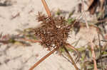 Fragrant flatsedge